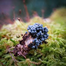 Attēlu rezultāti vaicājumam “Colloderma oculatum”