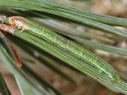 Attēlu rezultāti vaicājumam “Pennithera firmata”