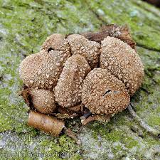 Attēlu rezultāti vaicājumam “Encoelia furfuracea”