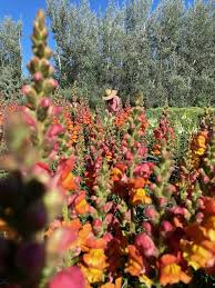Attēlu rezultāti vaicājumam “Antirrhinum majus flower”