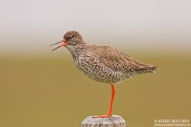 Attēlu rezultāti vaicājumam “Tringa totanus adult”