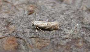 Attēlu rezultāti vaicājumam “Bucculatrix rhamniella”