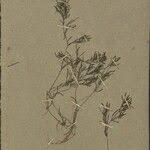 Attēlu rezultāti vaicājumam “Najas major leaf”