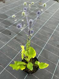 Attēlu rezultāti vaicājumam “Eryngium planum”