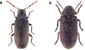Attēlu rezultāti vaicājumam “Ptinus sp. male”