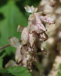 Attēlu rezultāti vaicājumam “Lathraea squamaria fruit”