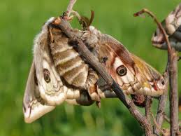 Attēlu rezultāti vaicājumam “Saturnia pavonia”