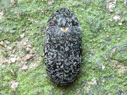 Attēlu rezultāti vaicājumam “Dermestes murinus”