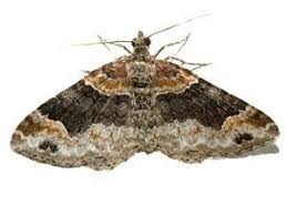 Attēlu rezultāti vaicājumam “Xanthorhoe ferrugata”