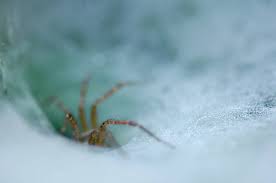 Attēlu rezultāti vaicājumam “Agelenidae”