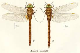 Attēlu rezultāti vaicājumam “Aeshna isoceles”