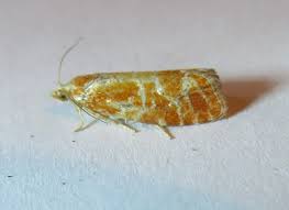 Attēlu rezultāti vaicājumam “Rhyacionia pinicolana”