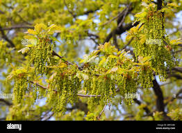 Attēlu rezultāti vaicājumam “Quercus robur male flower”