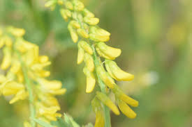 Attēlu rezultāti vaicājumam “Melilotus”