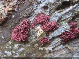 Attēlu rezultāti vaicājumam “Arcyria, Heterotrichia sp.”