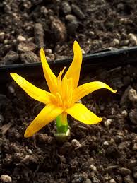 Attēlu rezultāti vaicājumam “Colchicum luteum”