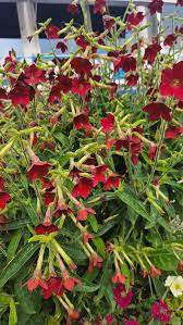 Image result for Nicotiana x sanderae