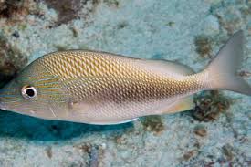 Image result for Haemulon carbonarium