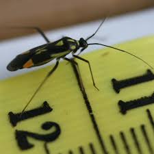 Attēlu rezultāti vaicājumam “Grypocoris sexguttatus”