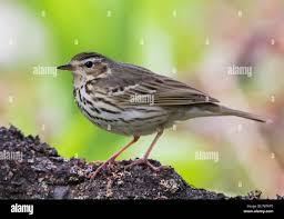 Image result for Anthus hodgsoni