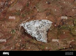 Attēlu rezultāti vaicājumam “Nola confusalis”