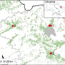 Attēlu rezultāti vaicājumam “Lamproderma pseudomaculatum stalked”