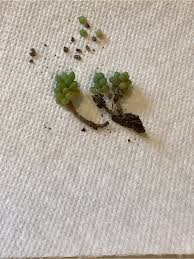 Attēlu rezultāti vaicājumam “Comatricha laxa”