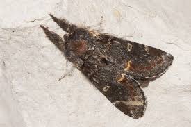 Attēlu rezultāti vaicājumam “Notodonta dromedarius”