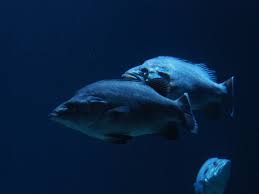 Image result for Polyprion americanus