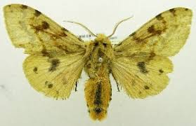 Attēlu rezultāti vaicājumam “Spilosoma sp.”