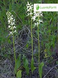 Attēlu rezultāti vaicājumam “Platanthera bifolia leaf”