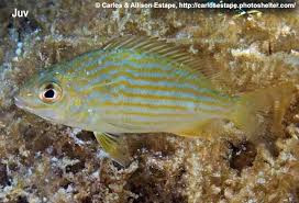 Image result for Archosargus rhomboidalis