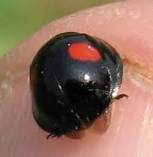 Attēlu rezultāti vaicājumam “Chilocorus renipustulatus”