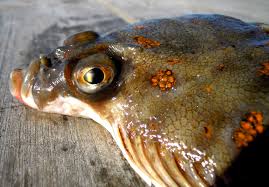 Image result for Pleuronectes platessa