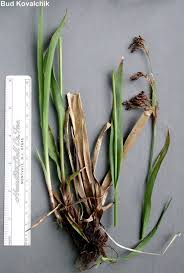 Attēlu rezultāti vaicājumam “Luzula pilosa bud”