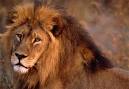 snake « Flavors of Japan