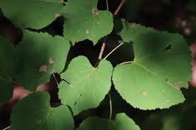 Attēlu rezultāti vaicājumam “Tilia amurensis”