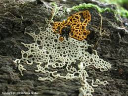 Attēlu rezultāti vaicājumam “Hemitrichia serpula”