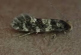 Attēlu rezultāti vaicājumam “Tineidae”