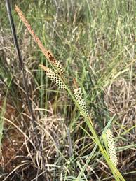 Attēlu rezultāti vaicājumam “Carex capillaris fruit”