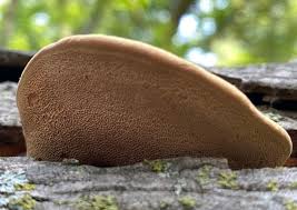 Attēlu rezultāti vaicājumam “Hapalopilus nidulans”