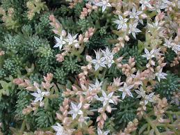 Attēlu rezultāti vaicājumam “Sedum pallidum flower”