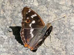 Attēlu rezultāti vaicājumam “Apatura ilia female”