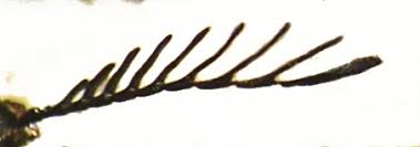 Attēlu rezultāti vaicājumam “Ctenicera pectinicornis male”