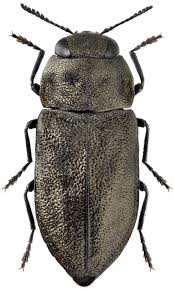 Attēlu rezultāti vaicājumam “Anthaxia quadripunctata”