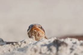 Attēlu rezultāti vaicājumam “Coronella austriaca”