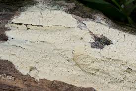 Attēlu rezultāti vaicājumam “Antrodia xantha”