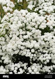 Attēlu rezultāti vaicājumam “Gypsophila paniculata flower”