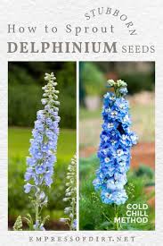 Image result for Delphinium