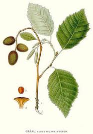 Attēlu rezultāti vaicājumam “Alnus incana leaf”